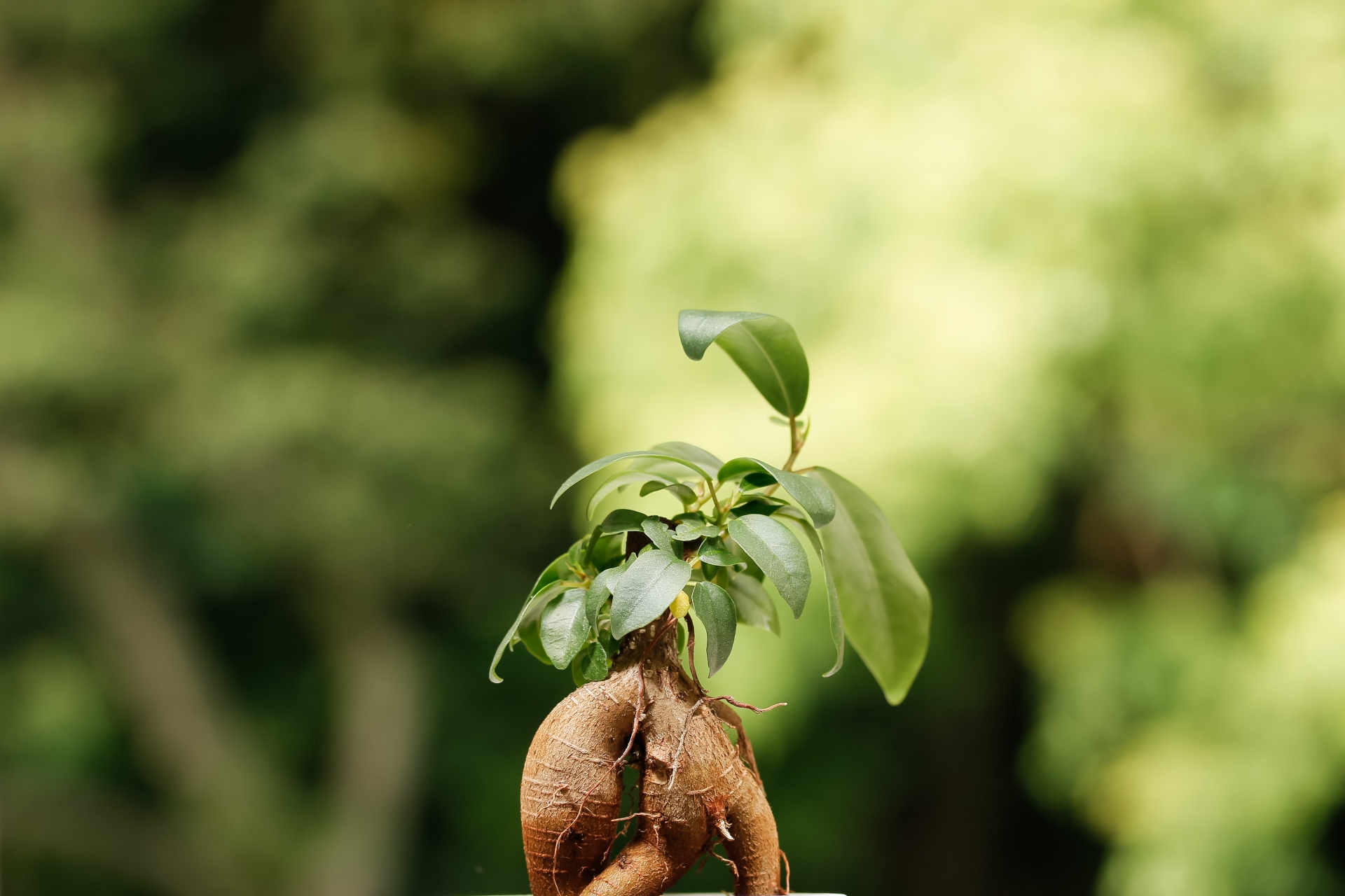 ガジュマルは観葉植物初心者でも育てやすい木 基本の育て方 プラントリアンヌ