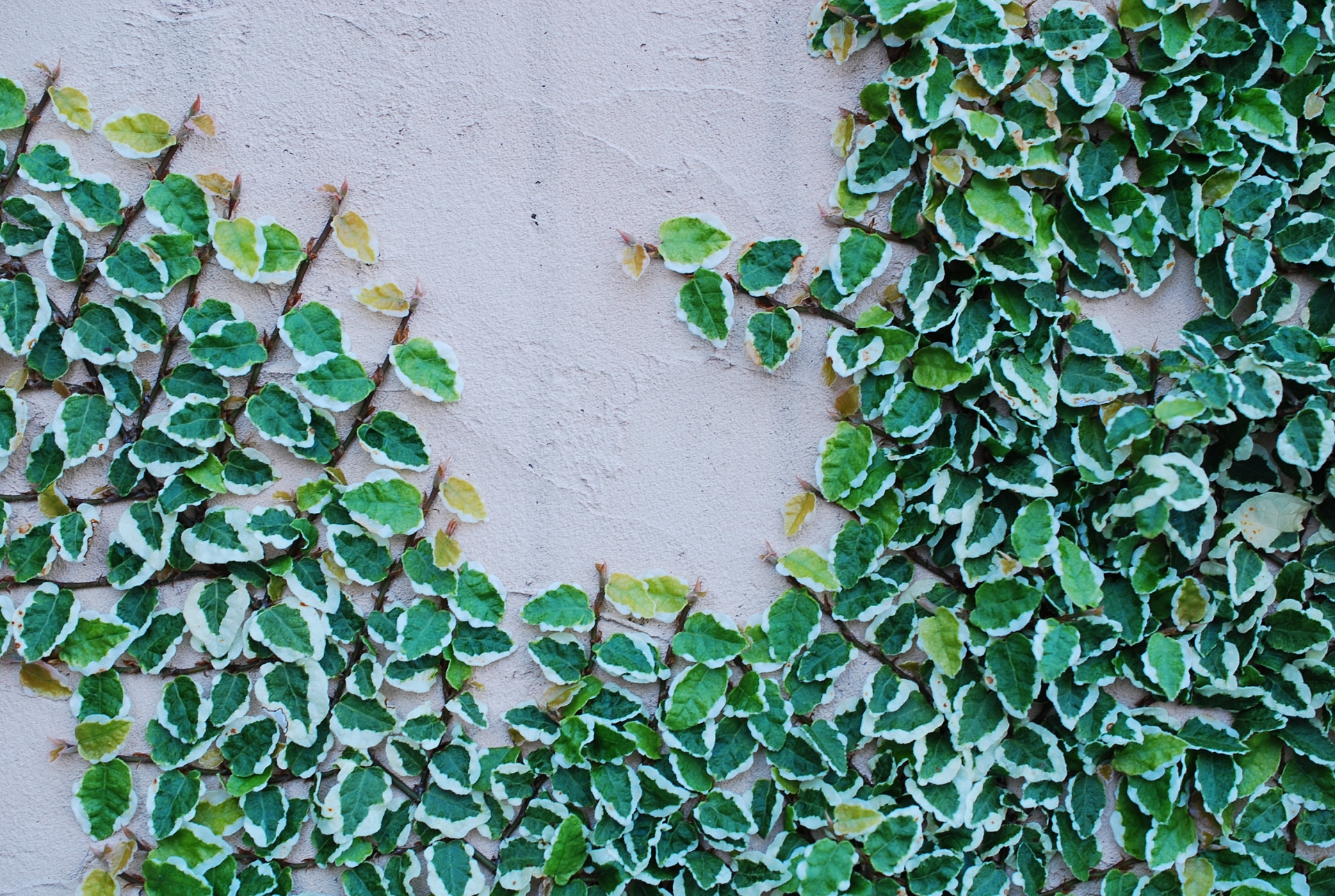 インテリアとしても人気のグリーン 観葉植物フィカスの育て方 プラントリアンヌ
