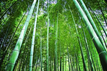 竹のような見た目の観葉植物の種類や育て方について知りたい
