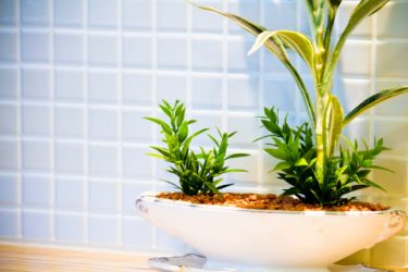 室内の観葉植物の植木鉢に発生しやすい虫の種類と駆除方法